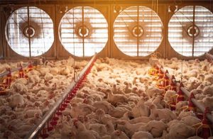 EC Fans for Poultry House Ventilation