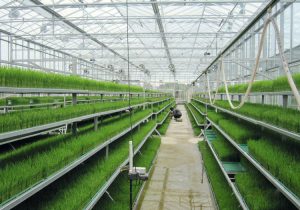 Greenhouse Negative Pressure Fans