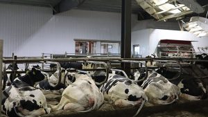 Modern Large-Scale Commercial Dairy Barns